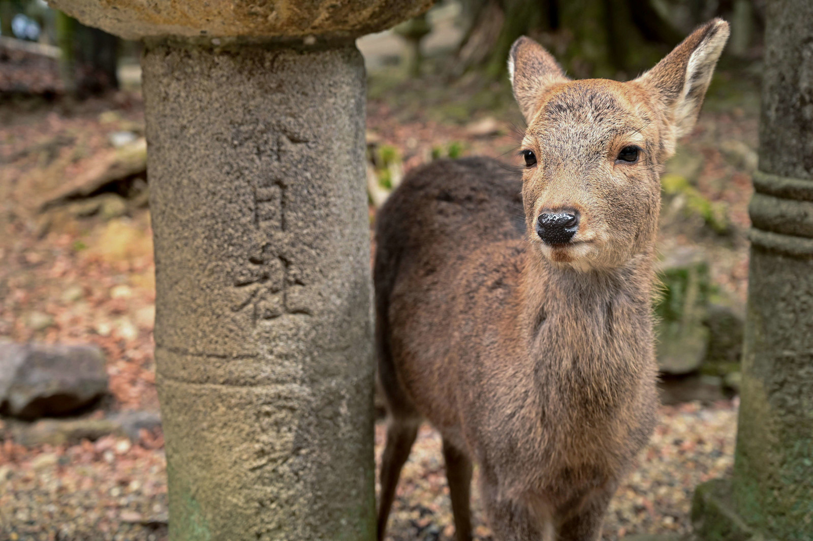 奈良県